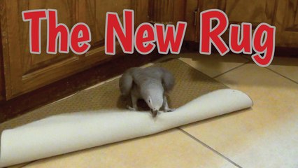Ferocious parrot growls and fights with kitchen rug