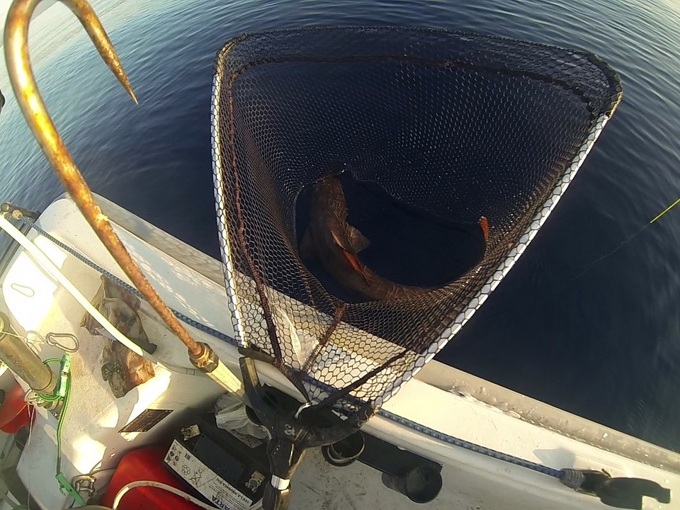 Requin chagrin a 800m avec treuil électrique