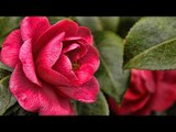 ¿Cuáles son los beneficios de la camelia? / Tips espirituales