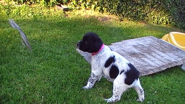 Mâle 4 Rose Portée Eskenn x Boy 2017 - 6 semaines