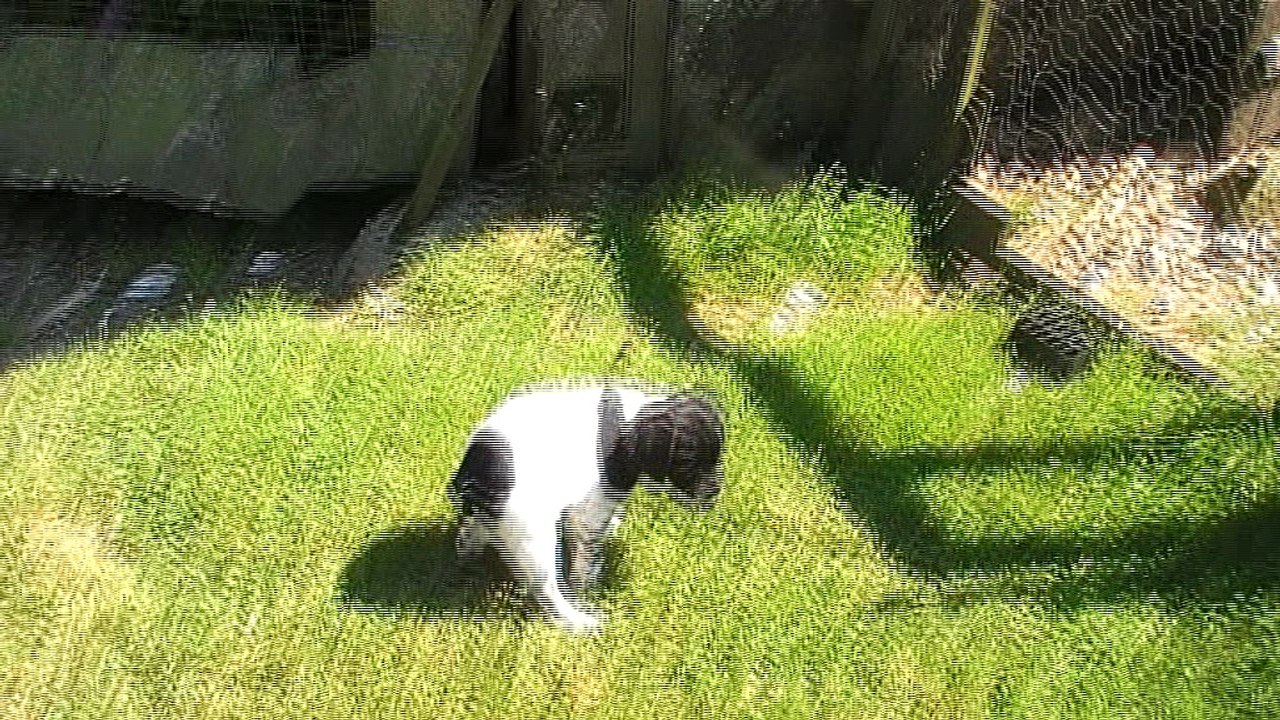 Mâle 4   Portée 2017 - Eskenn X Boy   6 semaines