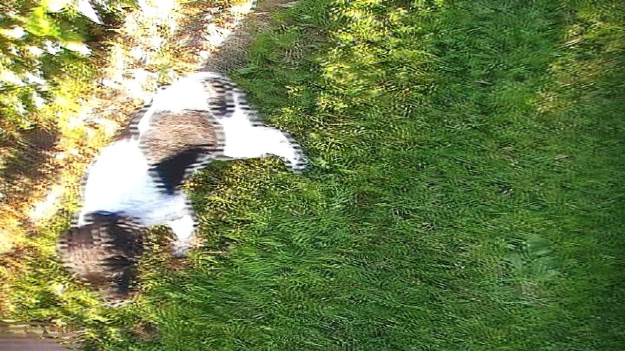 Mâle 3   Violet Clair  Portée 2017 - Eskenn X Boy   6 semaines