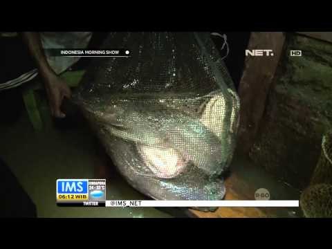 Banjir Warga Manfaatkan Waktu Menjaring Ikan - IMS