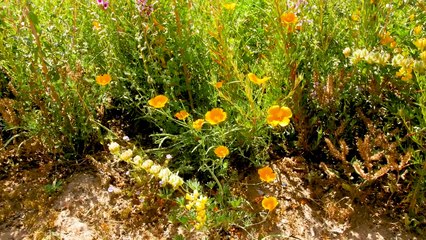 How an Almond Orchard Solved Its Need for Bees | General Mills
