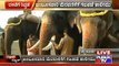 Mysore: Elephants Being Trained For Jambu Savari