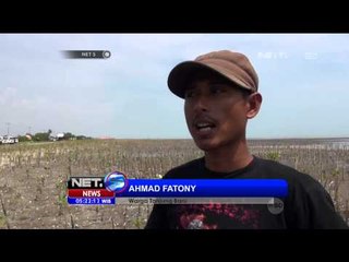 Cegah Abrasi, Ratusan Ribu Pohon Mangrove Ditanam di Bibir Pantai Karawang - NET5