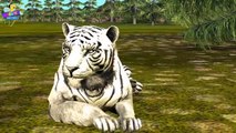 Finger Family 3D _ Tiger Finger Family _ Animal cartoons Finger Fami