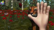 Finger Family 3D _ Tiger Finger Family _ Animal cartoons Finger