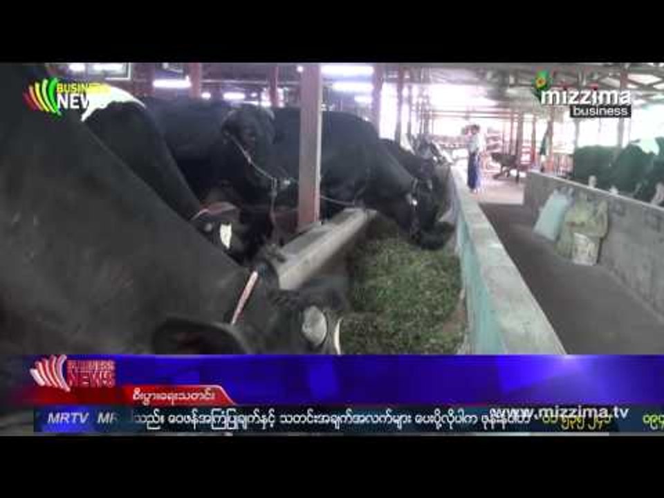 ျမန္မာႏိုင္ငံက ၾသစေၾတးလ်ႏို႔စားႏြားအေကာင္ေရ (၃၀၀၀)ေက်ာ္၀ယ္ယူသြားမည္