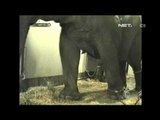 Sirkus asal Amerika berusia 100 tahun hentikan penampilan gajah dalam pertunjukan - NET12