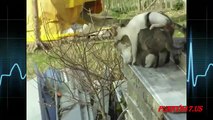 Best Moment Cats Mating Compilation