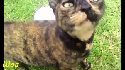 Best Moment Rabbit Mating Cats