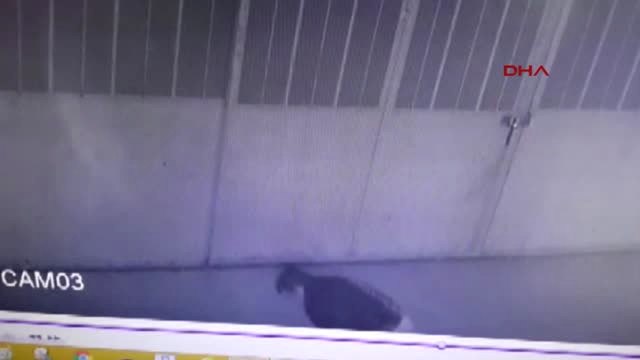 Konya - Rögar Kapağı Hırsızı, Polis Aracına Çarpınca Yakalandı