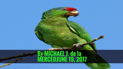 Blue Apron Pursues I.P.O. as Amazon Looms Over Industry