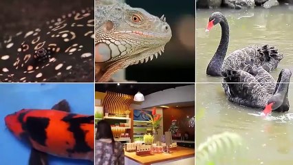 Alagang Magaling S7 EP2 - PIGEON RACING 101 - FLYER LOFT DESIGN