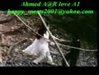 Do Pyar Karne Wale Jungle Mein Kho Gaye ( Ahmed Malik )