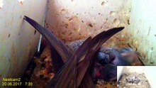 Mauersegler Nestcam 2017 - 20. Juni - 07:32