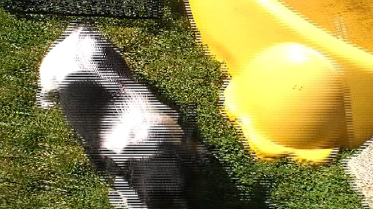 Mâle 3   Portée  Eskenn X Boy  2017 -6 semaines