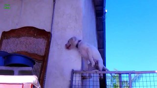 Funny Dogs Acting Like Humans Compilation 2016