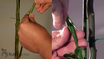 Kỹ thuật ghép cây chữ Z