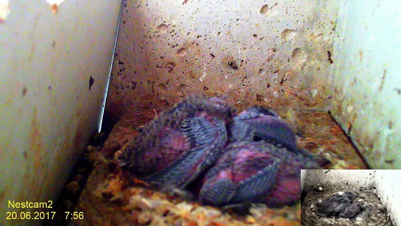 Mauersegler Nestcam 2017 - 20. Juni - 07:55