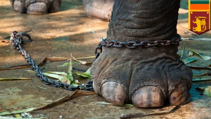 仏教徒の祭りでゾウが暴れ、僧侶1人死亡　スリランカ