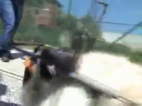 Chariot pour chien paralysé