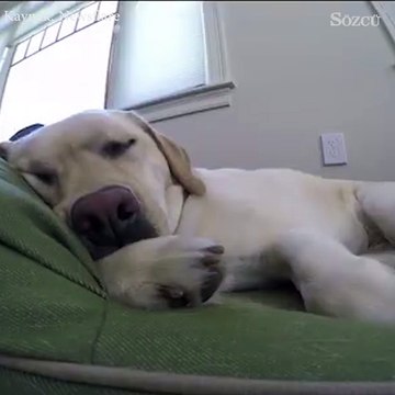 Böyle horlama gördünüz mü?