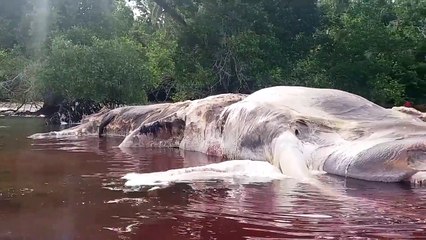 5 Giant Creatures Caught on Camera