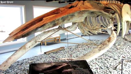 5 Videos of Extinct Animals that May Still Be Alive