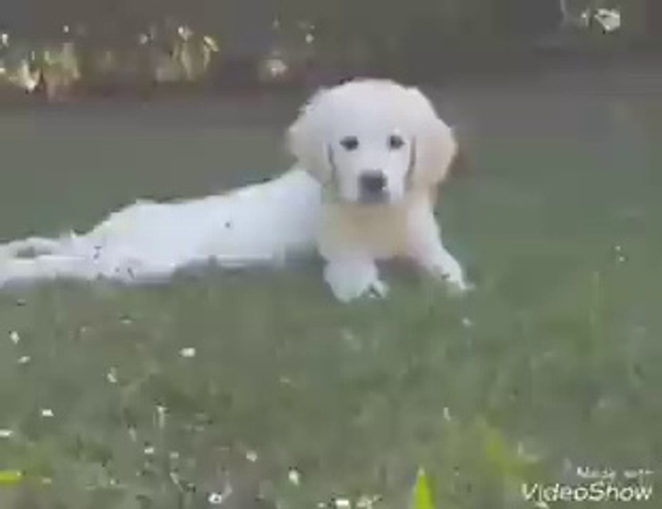 Chiot Golden Retriever  2 mois disponible