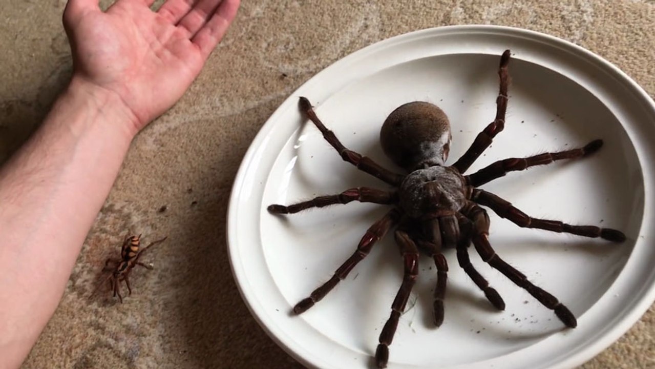 La Mygale de Leblond, la plus grande araignée répertoriée à ce jour