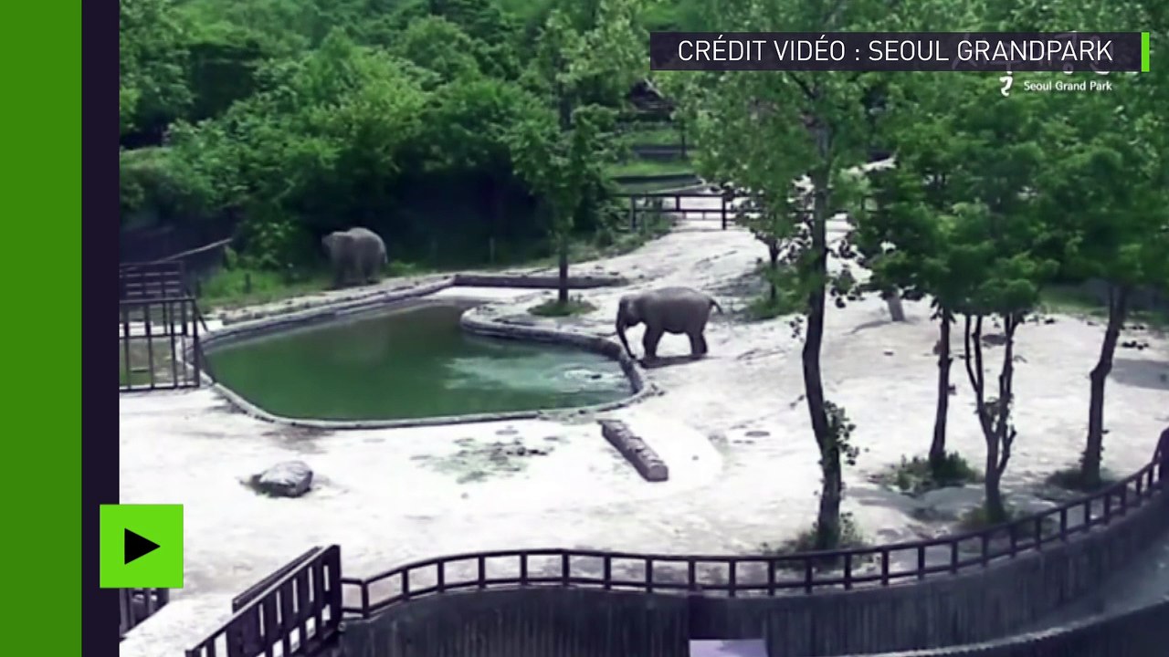 Une paire d’éléphants sauve un éléphanteau de la noyade dans une zoo de Séoul