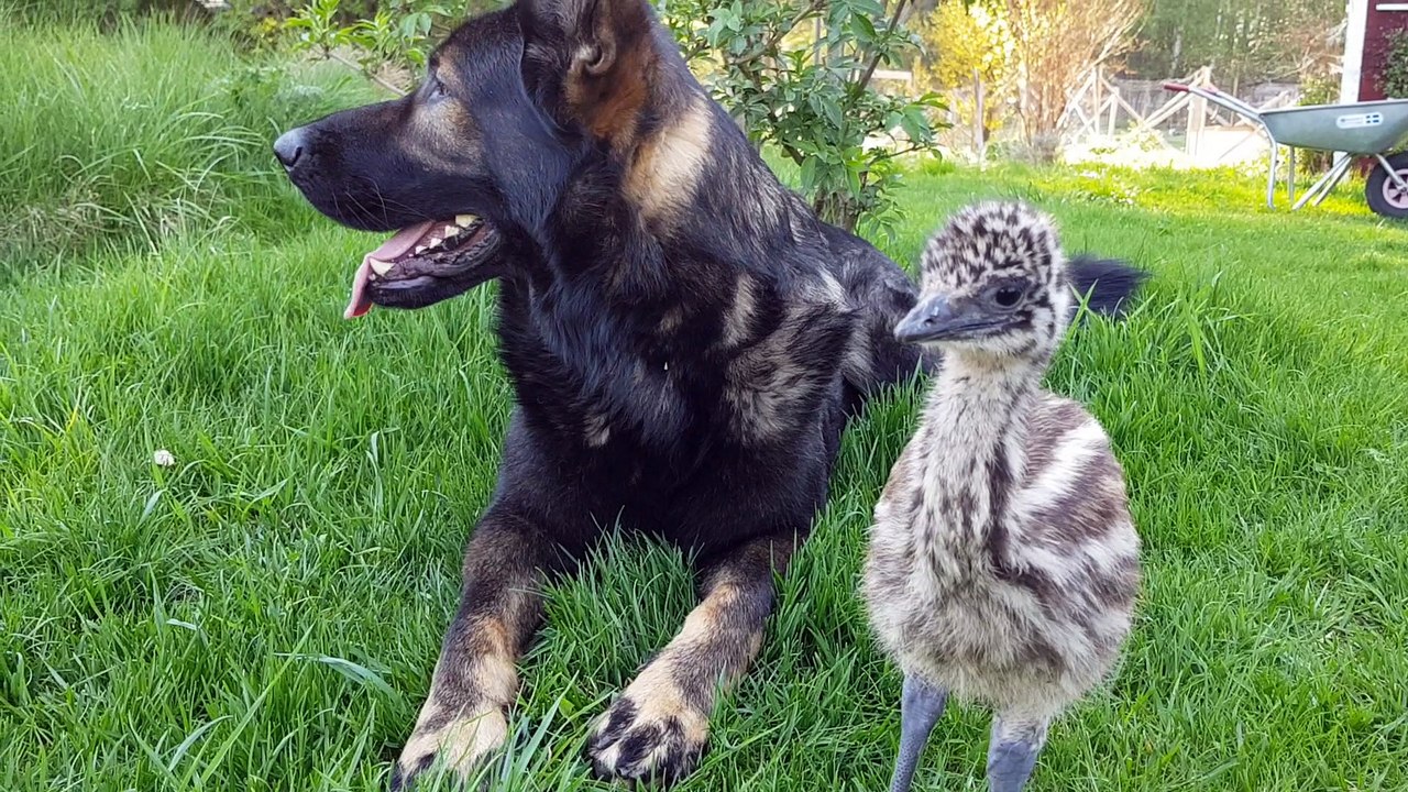 German Shepherd meets Emu