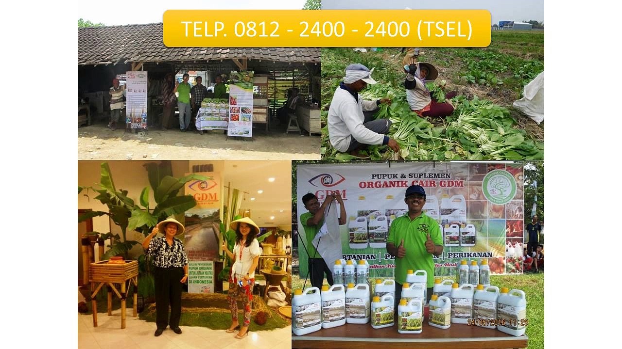 0812-2400-2400 (TSEL ),Obat Penggemuk sapi