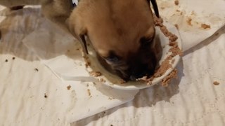 My New Puppy Enjoying His First Big Boy Meal
