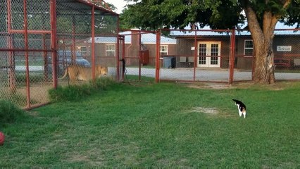 Ce chat courageux n'hésite pas à aller défier un lion