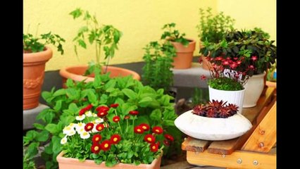 Best Balcony gardening ideas