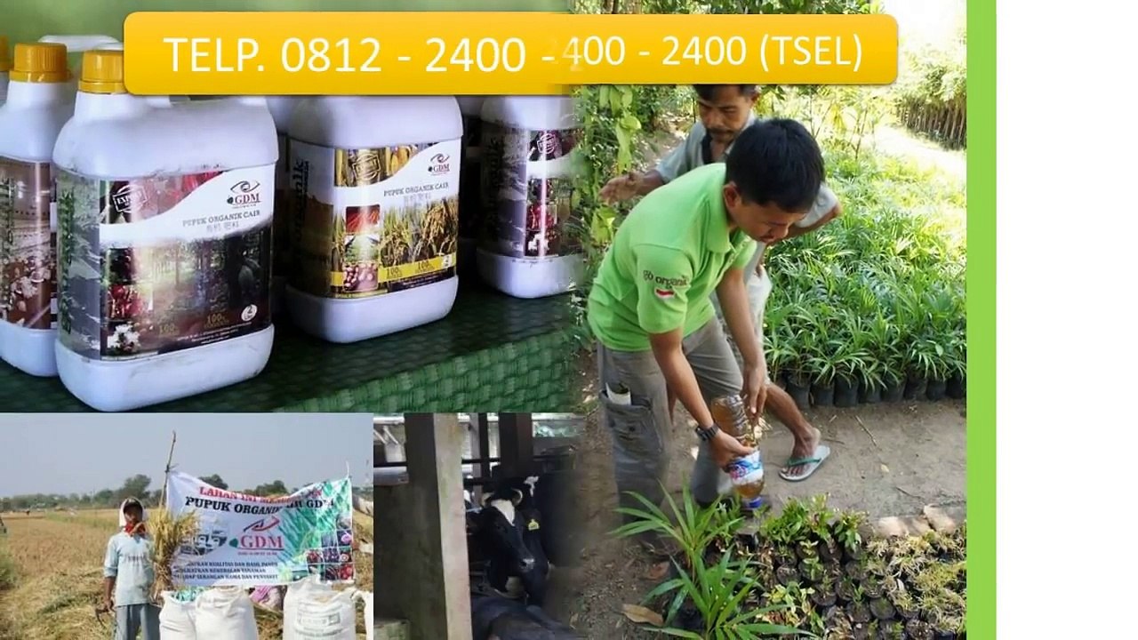 0812-2400-2400 (TSEL ),Obat untuk Lele