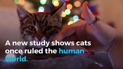 New study shows cats once conquered human world