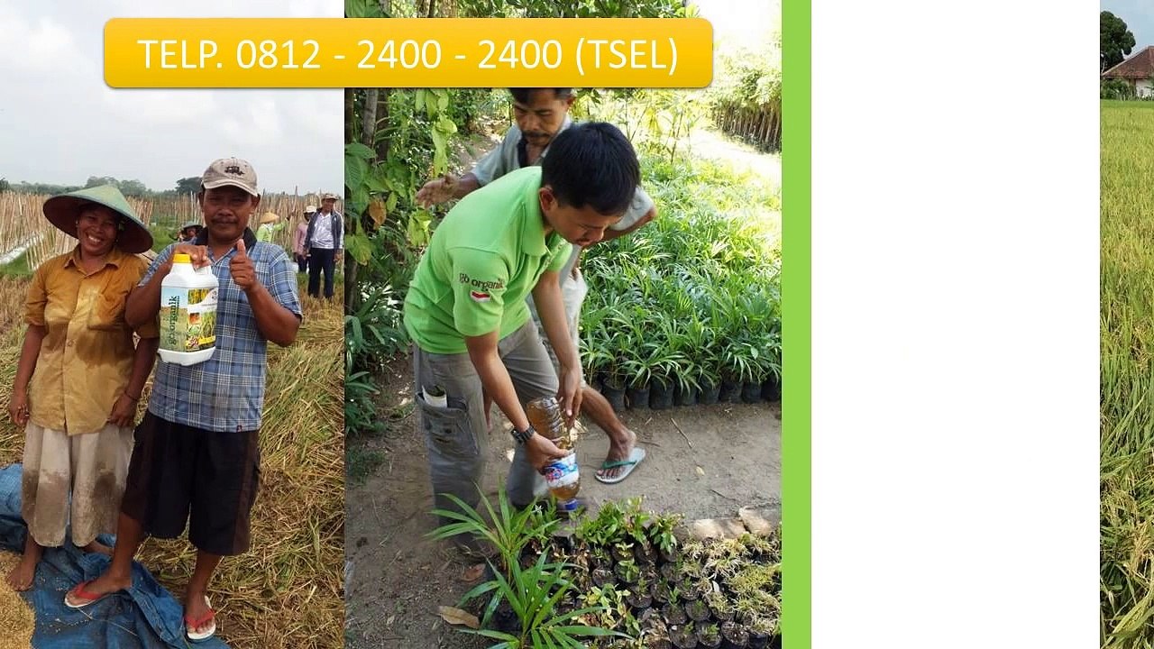 0812-2400-2400 (TSEL ),Obat Udang Vaname