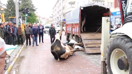 Isparta Yol Ortasında Kurban Kesen Belediyeye 8 Bin Lira Ceza
