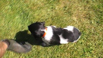 Mâle 2   Portée Eskenn X Boy 2017 - 6 semaines