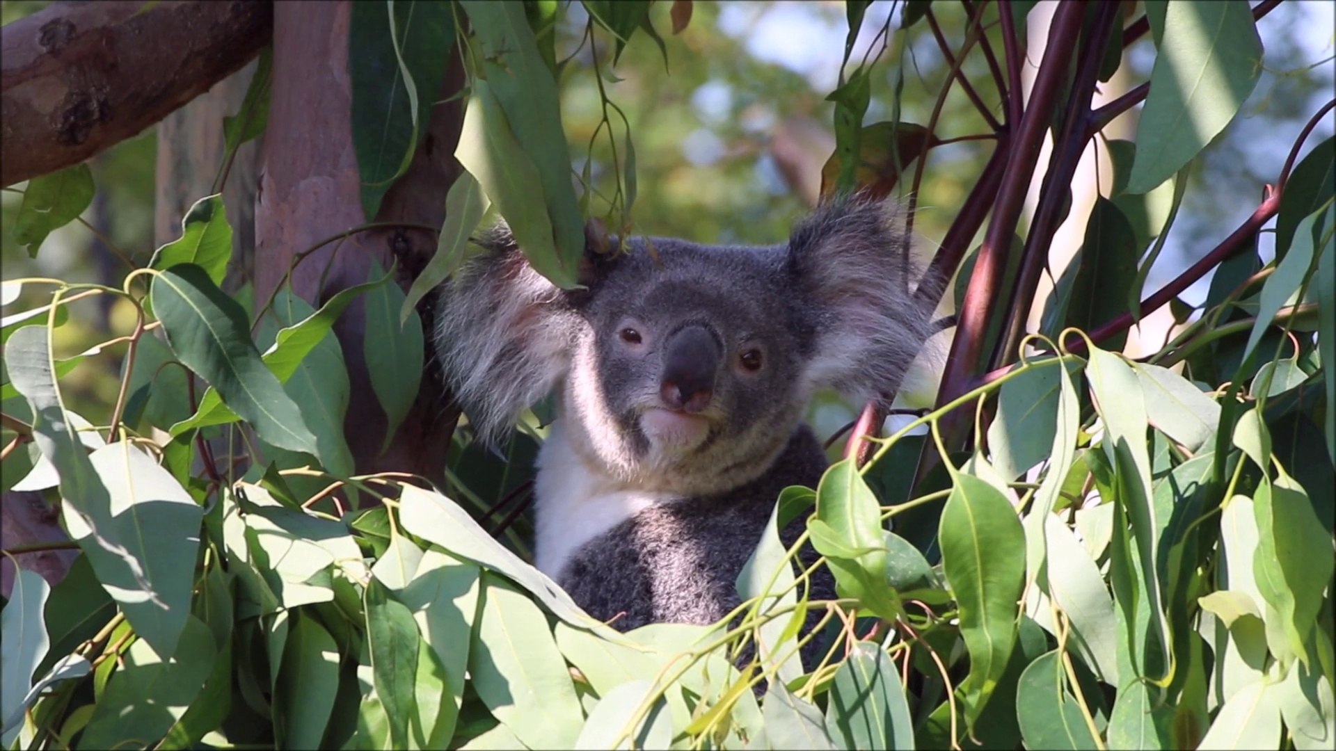 ⁣Les koalas (Pairi Daiza 2016)