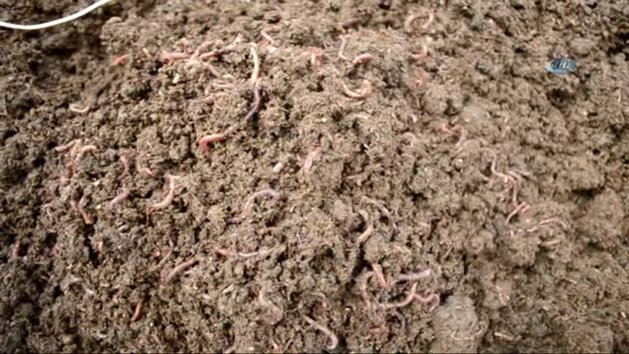 Deneme Amaçlı Başladı, Şimdi Çiftliği Var