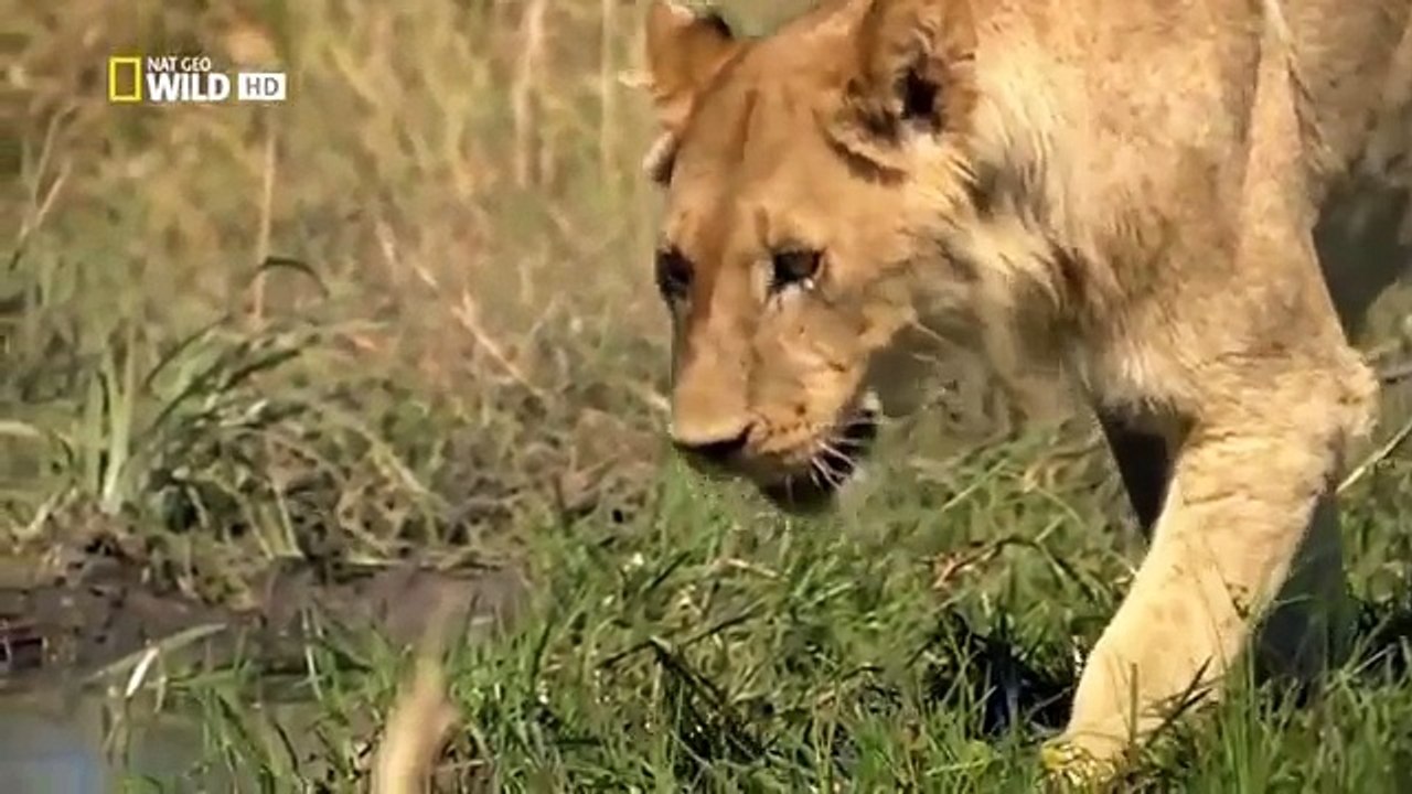 wildlife documentary lion vs buffalo real fight Discovery channel animals  Animal planet - video Dailymotion