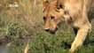 wildlife documentary lion vs buffalo real fight Discovery channel animals Animal planet