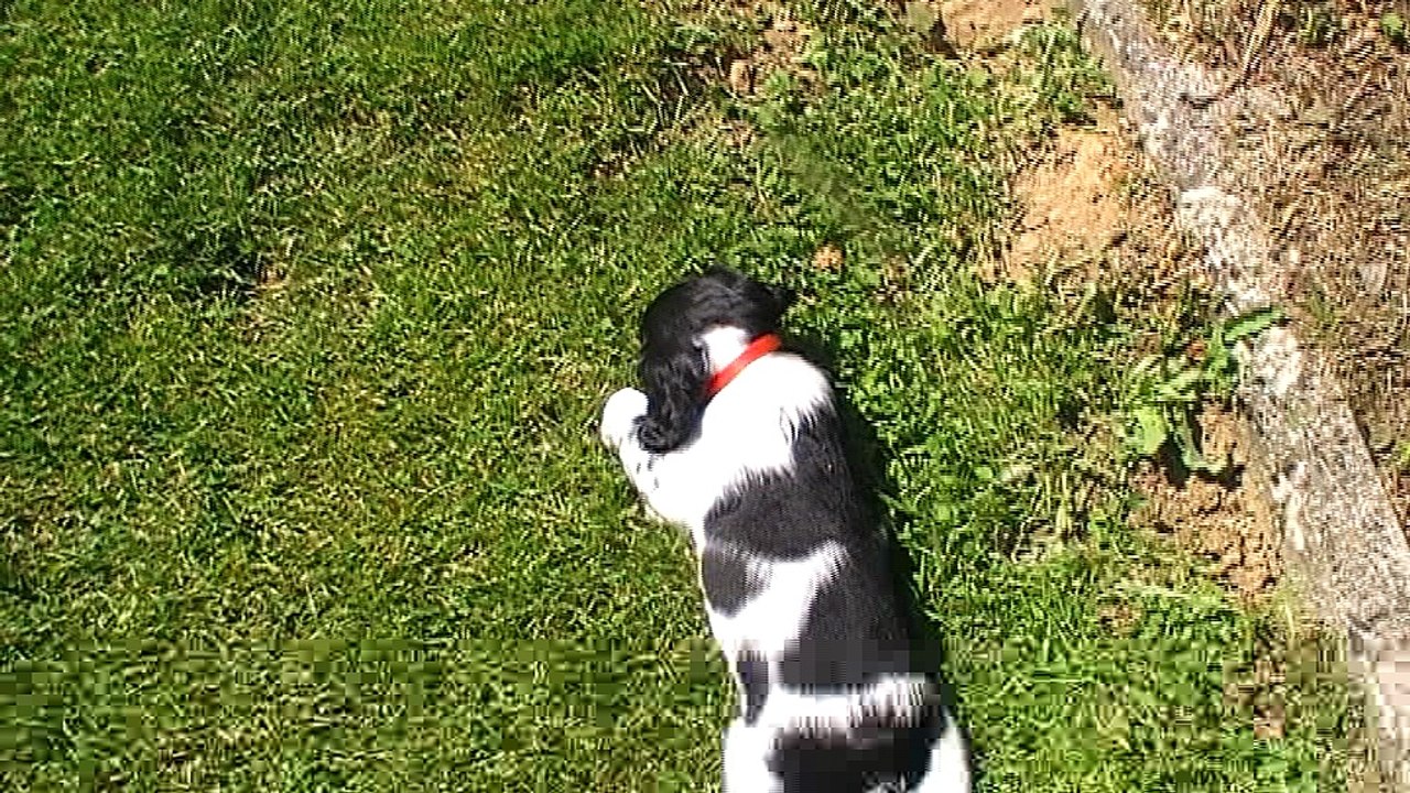 Mâle 1  Rouge  Portée  Eskenn X Boy 2017 - 6 semaines