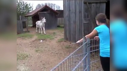 Cet âne aime vraiment beaucoup cette fillette !