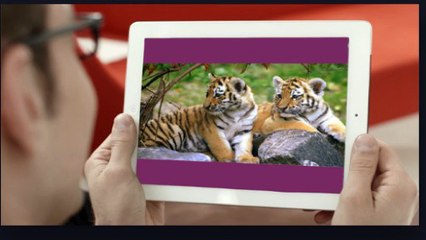Golden Triangle and Tiger Tour | Golden Triangle Tour with Ranthambhore